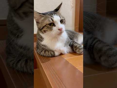 ほら、あれ見て・・・呑気やろ(YouTube)
