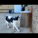 猫島の帰り、フェリー乗り場で猫が見送りに来てくれた！癒やしすぎる瞬間(YouTube)