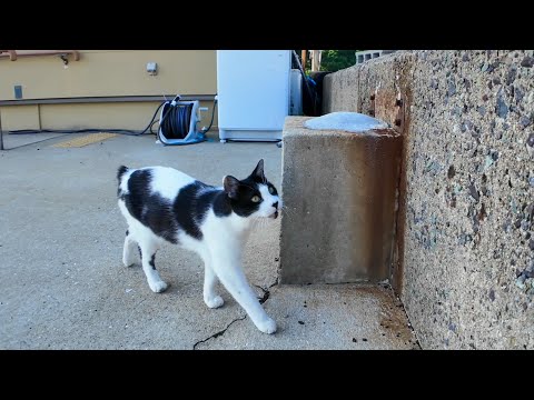 猫島の帰り、フェリー乗り場で猫が見送りに来てくれた！癒やしすぎる瞬間(YouTube)