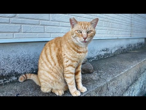 大通りから一本入った路地にいた猫にちゅーるを出すと喜んで食べた(YouTube)