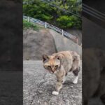 港を歩いていた三毛猫ちゃんにちゅーるをやったらクロちゃんも来た(YouTube)