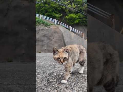 港を歩いていた三毛猫ちゃんにちゅーるをやったらクロちゃんも来た(YouTube)