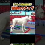 ドミノ中に犬が解放された瞬間【犬】 #犬 #dog(YouTube)