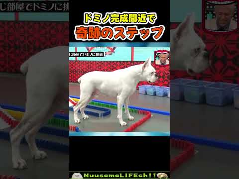 ドミノ中に犬が解放された瞬間【犬】 #犬 #dog(YouTube)