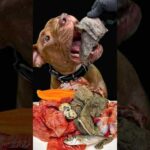 食欲の秋が止まらないピットブル(YouTube)