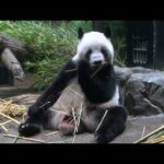 ジャイアントパンダのようす　2025年09月08日撮影(YouTube)