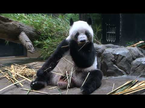 ジャイアントパンダのようす　2025年09月08日撮影(YouTube)