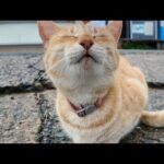 雨が止んだので島内を散歩すると軽トラの下で雨宿りしていた猫がモフられに出てきた(YouTube)
