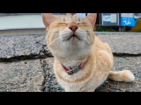 雨が止んだので島内を散歩すると軽トラの下で雨宿りしていた猫がモフられに出てきた(YouTube)
