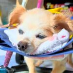 3人の医者から『病気』と診断された20歳の老犬→検査をした結果…奇跡のような『まさかの展開』に感動「泣きそう…」「本当に良かった」(ブログ)