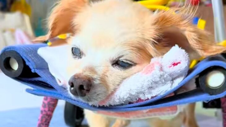 3人の医者から『病気』と診断された20歳の老犬→検査をした結果…奇跡のような『まさかの展開』に感動「泣きそう…」「本当に良かった」(ブログ)