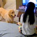家で仕事をしていたら、大型犬が『まだやってんの？』と近づいて…構ってもらうため『一生懸命考える様子』が61万再生「戦略家」「全部可愛い」(ブログ)