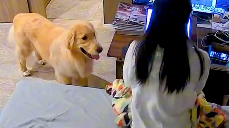 家で仕事をしていたら、大型犬が『まだやってんの？』と近づいて…構ってもらうため『一生懸命考える様子』が61万再生「戦略家」「全部可愛い」(ブログ)