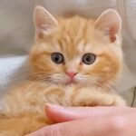 『売れ残っていた赤ちゃん猫』を連れて帰った結果→大型犬と先輩猫が…あまりにも可愛い光景が146万再生「たまらん」「仲良くなる予感」(ブログ)