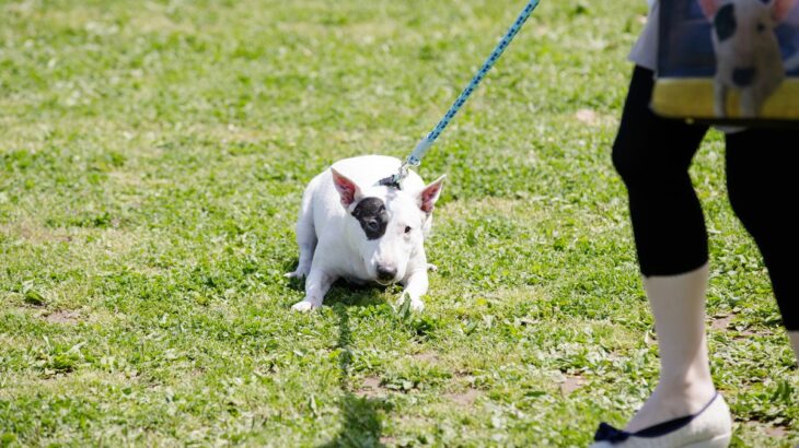 犬に絶対してはいけない『4つの強要』　起こりうるトラブルや飼い主が心がけるべきこと(ブログ)