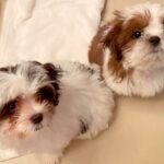 わずか10日で『やっぱいらない』と無責任に捨てられた2匹の犬…涙が止まらない『結末』が9万再生「感謝しかない」「言葉が見つからない…」(ブログ)