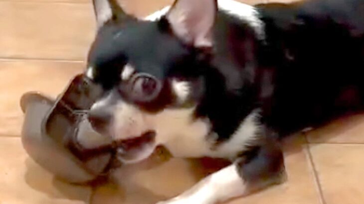 ヤンチャすぎて里親が決まらない保護犬→信じてトレーニングを続けた結果…36日後の『素敵な光景』に感動の声「本当に良かった」「幸せに」(ブログ)