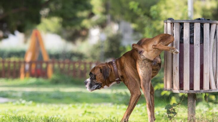 犬が『マーキング』しようとする理由4つ　行動の意味から病気のサインまで解説(ブログ)