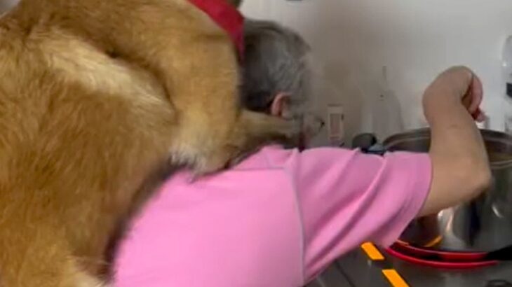 ２匹の大型犬が、おばあちゃんに『おんぶ』をおねだりして…愛を感じる『まるで親子のような光景』に反響「安心するんだね」「大きい赤ちゃん」(ブログ)