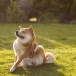 犬の天敵『マダニ』はどれくらい危ないの？刺された場合のリスクや愛犬を守るための予防策まで(ブログ)