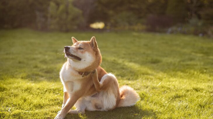 犬の天敵『マダニ』はどれくらい危ないの？刺された場合のリスクや愛犬を守るための予防策まで(ブログ)