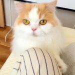 猫に『はやくきて！』と呼ばれたので、ついて行ってみた結果→犬が…まさかのハプニングと行動に反響「猫さん偉すぎる」「可愛くて怒れないｗ」(ブログ)