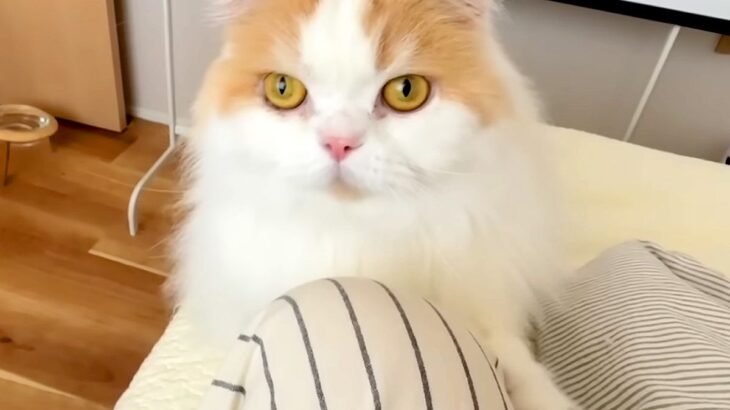 猫に『はやくきて！』と呼ばれたので、ついて行ってみた結果→犬が…まさかのハプニングと行動に反響「猫さん偉すぎる」「可愛くて怒れないｗ」(ブログ)