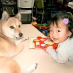 柴犬に育てられた女の子→ワンコが亡くなってしまい…涙が止まらない『命のバトン』が287万再生「泣いてしまった」「尊い」「家族って素敵」(ブログ)