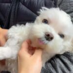 退院して１週間ぶりに帰宅→『犬が大喜びで迎えてくれる』と思いきや…なんだか切ない『まさかの反応』に爆笑「予想外だったｗ」「照れてる？」(ブログ)