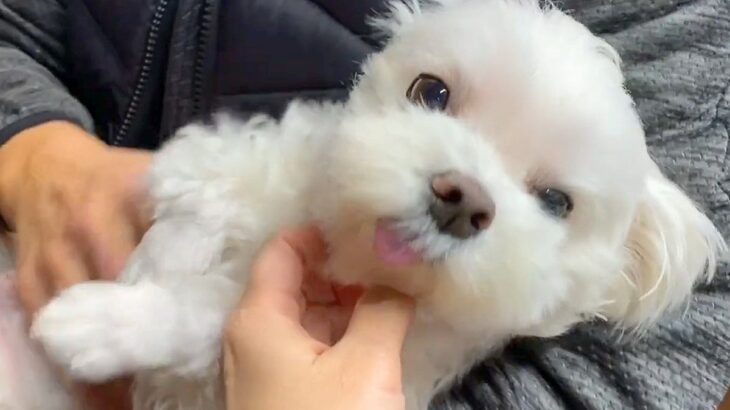 退院して１週間ぶりに帰宅→『犬が大喜びで迎えてくれる』と思いきや…なんだか切ない『まさかの反応』に爆笑「予想外だったｗ」「照れてる？」(ブログ)