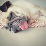 犬が『疲れ果ててしまう』飼い主のNG行為5選　逆効果となる行動や愛犬からのSOSサインまで(ブログ)