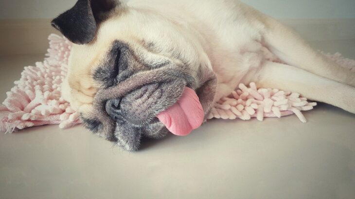 犬が『疲れ果ててしまう』飼い主のNG行為5選　逆効果となる行動や愛犬からのSOSサインまで(ブログ)