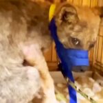 牧場に捨てられていた『ボロボロの犬』→飼い始めた結果、心を開かずに…涙腺崩壊する『37日後の光景』が556万再生「泣いた」現在の様子も(ブログ)