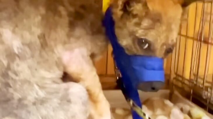 牧場に捨てられていた『ボロボロの犬』→飼い始めた結果、心を開かずに…涙腺崩壊する『37日後の光景』が556万再生「泣いた」現在の様子も(ブログ)