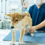 犬の『関節』に問題があるときの仕草や行動５選　痛がっているサインや重症化している症状まで(ブログ)