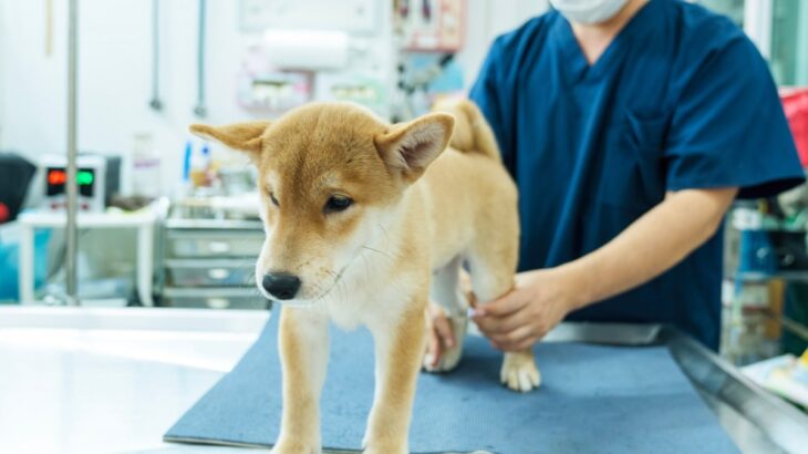 犬の『関節』に問題があるときの仕草や行動５選　痛がっているサインや重症化している症状まで(ブログ)