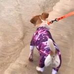 海が怖くて近づけなかった犬→急に泳ぎだしたと思ったら…まるで別犬のような『ビフォーアフター』に称賛の声「表情が違う」「すばらしい」(ブログ)