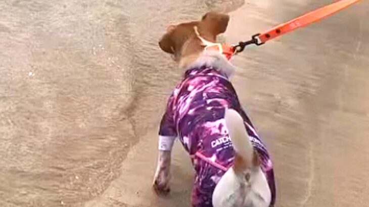 海が怖くて近づけなかった犬→急に泳ぎだしたと思ったら…まるで別犬のような『ビフォーアフター』に称賛の声「表情が違う」「すばらしい」(ブログ)