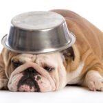 犬がご飯の器を『ひっくり返す』ときの心理3つ　困った行動の理由からやめさせるための改善策まで(ブログ)