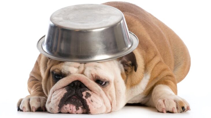 犬がご飯の器を『ひっくり返す』ときの心理3つ　困った行動の理由からやめさせるための改善策まで(ブログ)