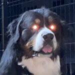 『同時に倒さないと復活するタイプのやつ』お座りする2頭の大型犬→溢れ出る『強敵感』に7万いいね「同時に撫でないと…」「おやつは偶数」(ブログ)