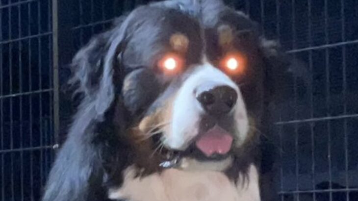 『同時に倒さないと復活するタイプのやつ』お座りする2頭の大型犬→溢れ出る『強敵感』に7万いいね「同時に撫でないと…」「おやつは偶数」(ブログ)