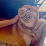 病院で獣医を噛み『診察拒否』された犬→手に負えないほど暴れまわり…嘘のような『劇的なビフォーアフター』が450万再生「凄すぎ」「感動」(ブログ)