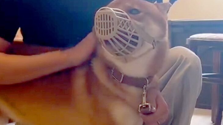 病院で獣医を噛み『診察拒否』された犬→手に負えないほど暴れまわり…嘘のような『劇的なビフォーアフター』が450万再生「凄すぎ」「感動」(ブログ)