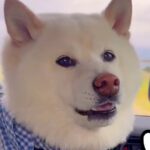 犬友だちと一緒に『お散歩の約束』をした犬→車で待機中、早く到着してしまい…子供のような『かわいすぎる文句』が72万再生「嘘つきからのｗ」(ブログ)