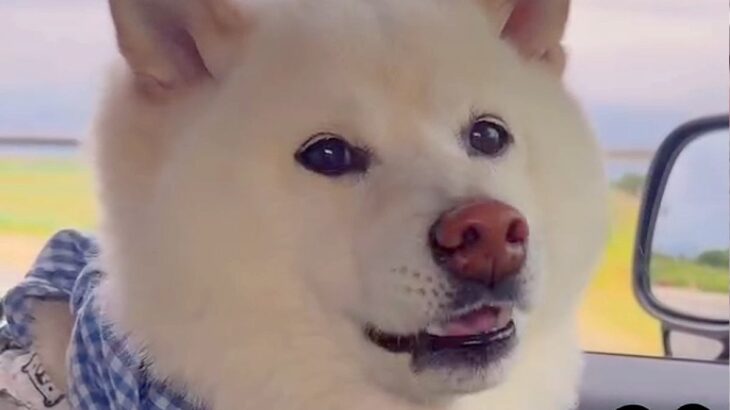 犬友だちと一緒に『お散歩の約束』をした犬→車で待機中、早く到着してしまい…子供のような『かわいすぎる文句』が72万再生「嘘つきからのｗ」(ブログ)