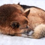 犬の『しっぽ』が持っている役割4つ　意外と知らない働きから感情サインの見分け方まで(ブログ)