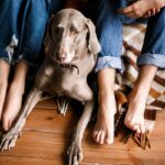 『冷静沈着な犬』の特徴4選　おとなしいワンコの共通点やお世話のポイントまで解説(ブログ)