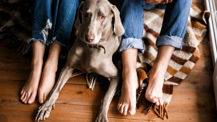 『冷静沈着な犬』の特徴4選　おとなしいワンコの共通点やお世話のポイントまで解説(ブログ)