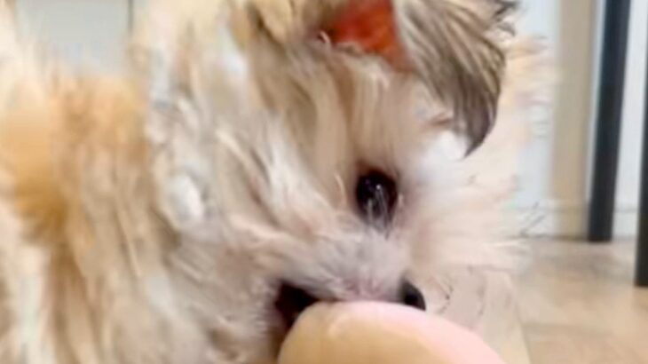 同棲中のカップルが『犬を飼い始めた』結果→うるさくて外で飼おうと…予想外な『衝撃の光景』が447万再生「いい判断だｗ」「偉くて草」と反響(ブログ)